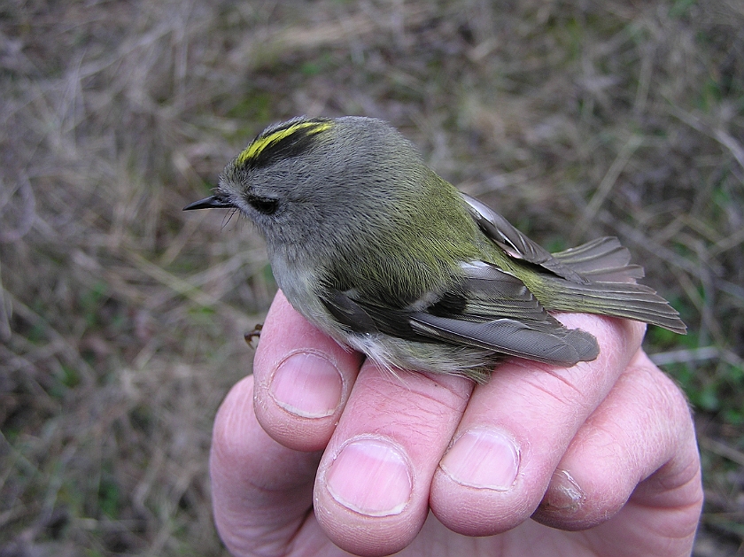 Goldcrest, Sundre 20100511